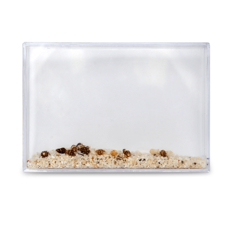 Ramka wodna 10x15 - piasek z muszelkami